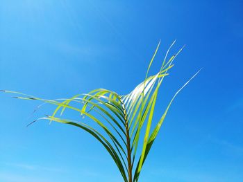 Low angle view of plant against blue sky