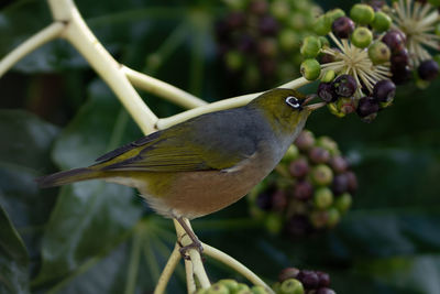 Close-up of bird perching on plant