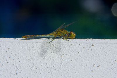 Close-up of insect on retaining wall