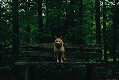 Portrait of dog in forest