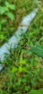 Close-up of insect on plant