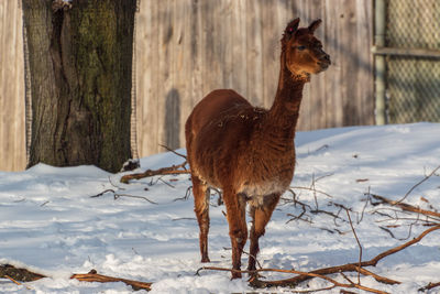 Horse standing on snow covered land