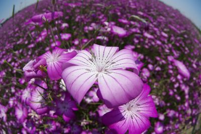 Close-up of pink flowers blooming outdoors