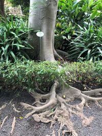 High angle view of trees growing in garden