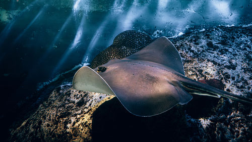 Close-up of fish swimming in sea