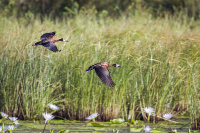 Bird flying in a field