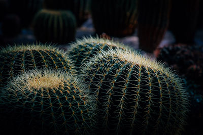 Close-up of cactus