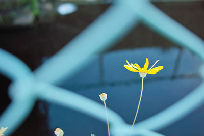 Close-up of yellow flowering plant