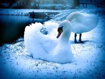 View of swans in snow