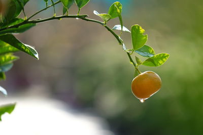 Close-up of berries growing on tree