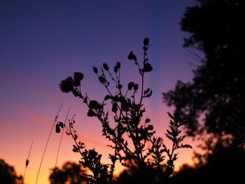 Low angle view of silhouette trees against orange sky