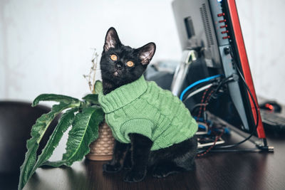 Portrait of cat in sweater sitting on table 