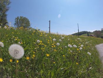 Close-up of dandelion flowers in field