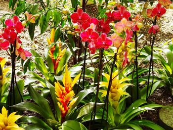 Close-up of red flowers