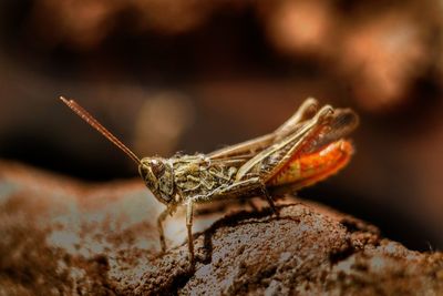 Close-up of insect on rock