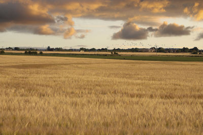 Scenic view of agricultural field against sky during sunset