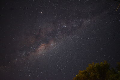 Low angle view of trees against star field at night