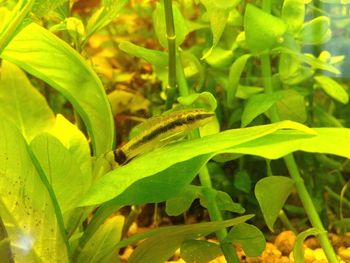 Close-up of lizard on plant