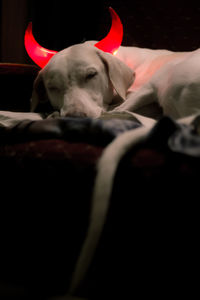 Close-up of dog relaxing at home