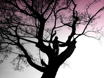 Low angle view of bare tree against sky