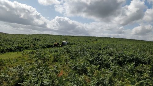 Scenic view of farm against sky