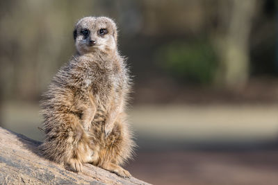 Hairy meerkat sitting on wood