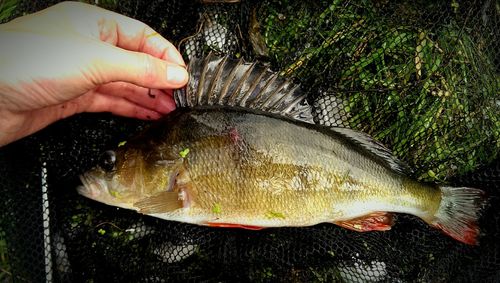 Cropped hand holding fish