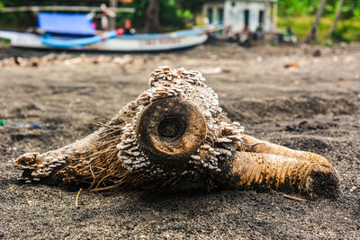 Close-up of lizard on the beach