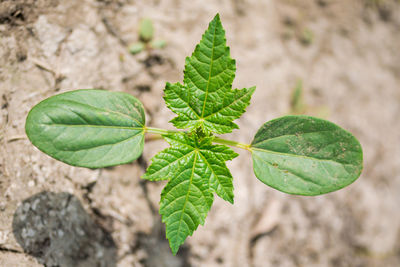 Close-up of different shaped green leaves