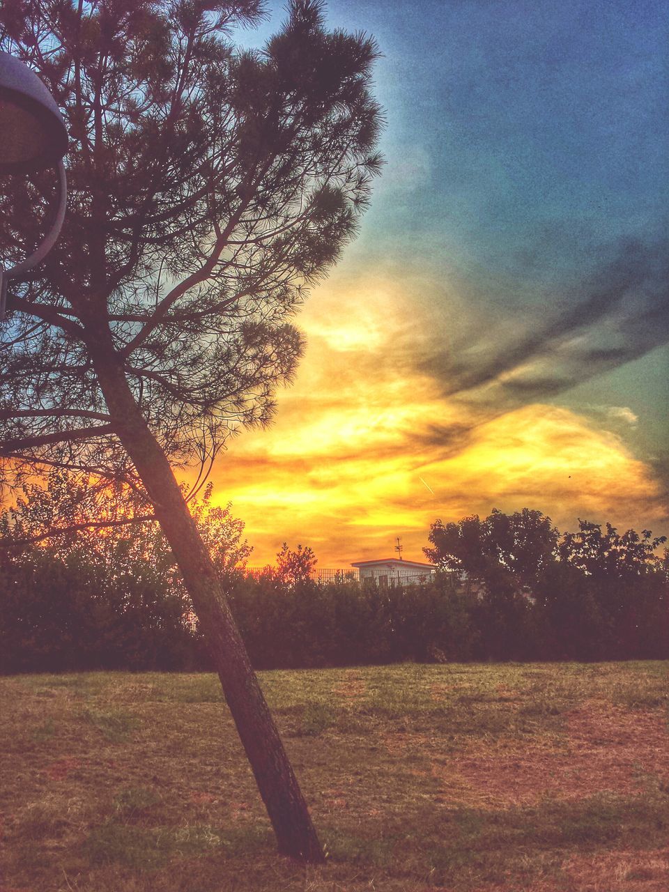 SILHOUETTE OF TREES ON FIELD AT SUNSET