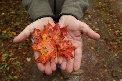 Close-up of hand holding maple leaves fallen on field