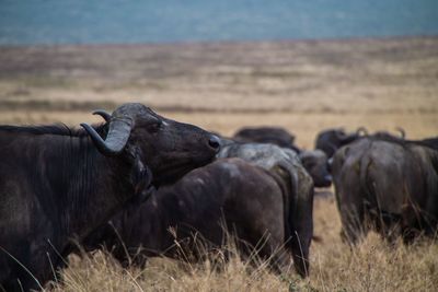 Water buffaloes on field