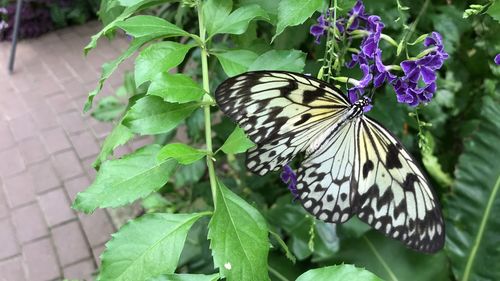 Close-up of butterfly on purple flower