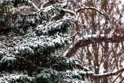 Close-up of snow covered tree in forest