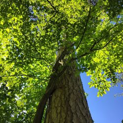 Low angle view of tree in forest against sky