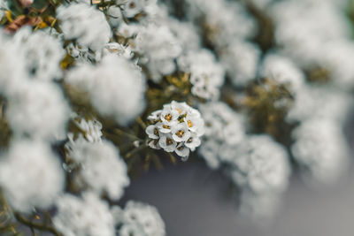 Close-up of white flowering plant