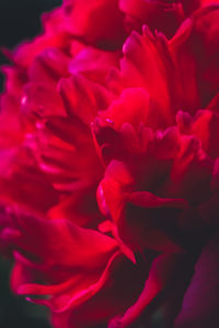 Full frame shot of flower