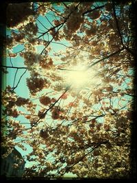 Low angle view of trees