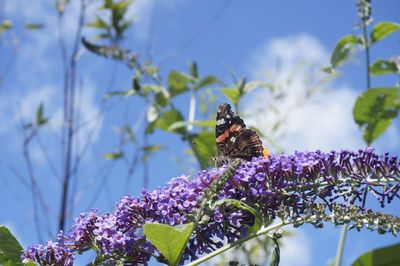 Close-up of butterfly pollinating on purple flower