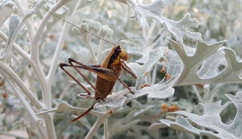 Close-up of insect on plant