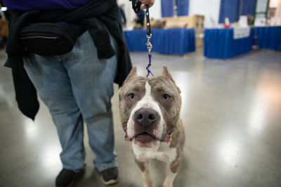 Close-up of a pitbull terrier