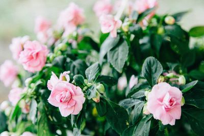 Close-up of pink flowers blooming outdoors