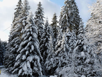 Snow covered trees against sky
