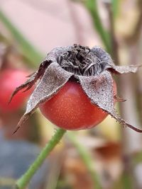 Close-up of rosehip