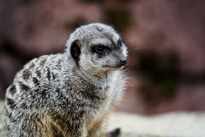 Close-up of meerkat