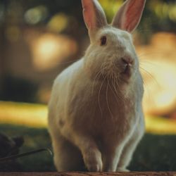 Close-up of a rabbit