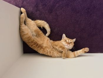 Directly above portrait of brown cat relaxing by table on rug