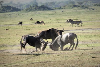 Wildebeests on landscape