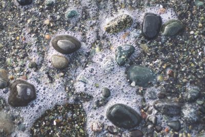 High angle view of crab in sea