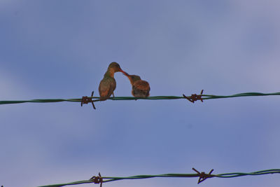 Low angle view of barbed wire against clear sky